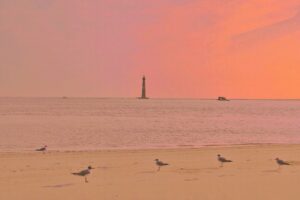 Birds on Folly Beach