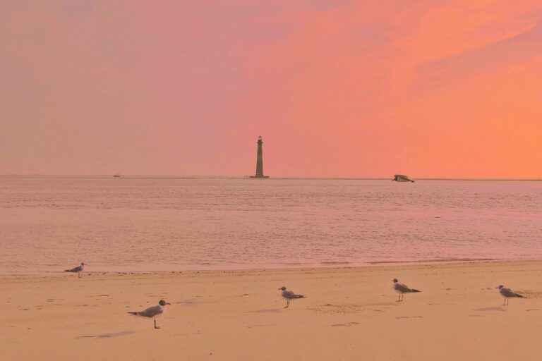 Birds on Folly Beach