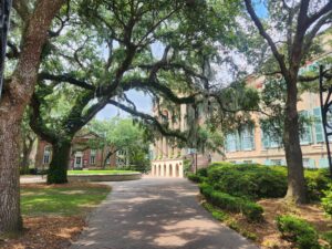 Trees shading sidewalk to the campus of CofC