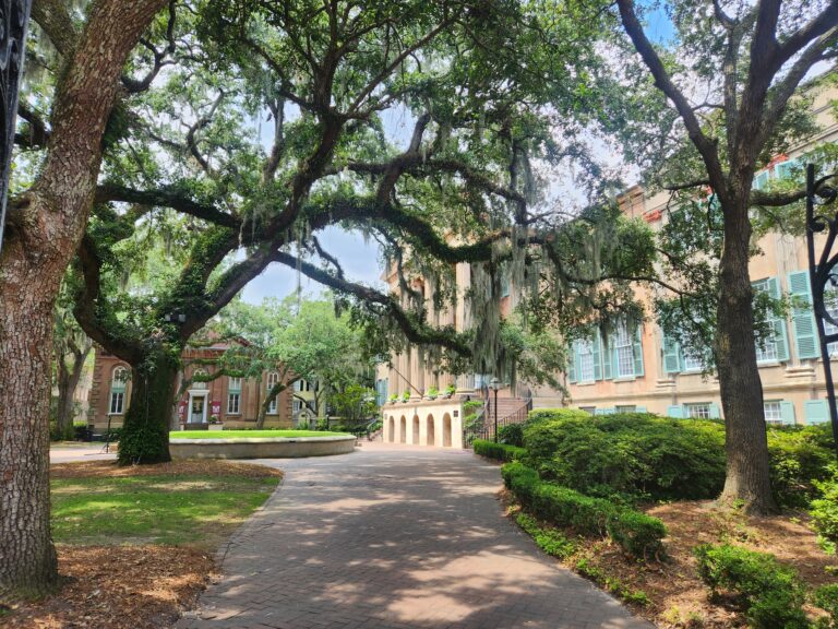 Trees shading sidewalk to the campus of CofC