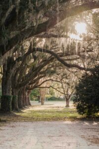 Trees in the light, soft glow
