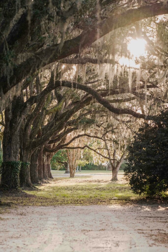 Trees in the light, soft glow